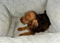 BJ, a male Chihuahua and Poodle - Miniature  for sale in Seagoville, TX – 2 of 2