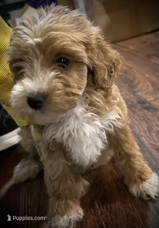 Daisy – Poodle - Miniature  puppy for sale in Seagoville, TX