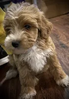 Daisy, a female Poodle - Miniature  for sale in Seagoville, TX – 1 of 3