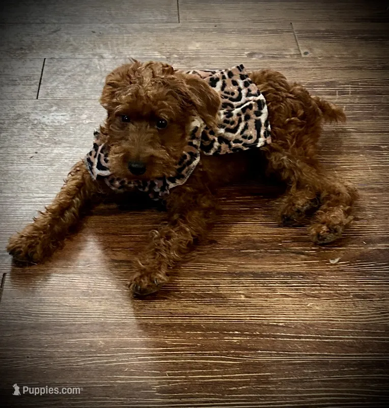 Sharon – Chihuahua, Poodle - Miniature  puppy for sale in Mesquite, TX