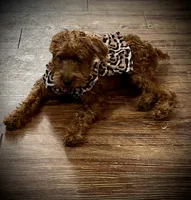 Sharon, a female Chihuahua and Poodle - Miniature  for sale in Mesquite, TX – 1 of 6