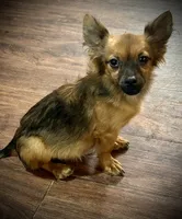 Chewy , a male Chihuahua for sale in Mesquite, TX – 2 of 3