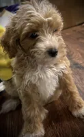 Daisy, a female Poodle - Miniature  for sale in Seagoville, TX – 2 of 3