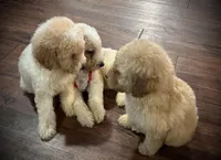 Bluey, a male Poodle - Miniature  for sale in Seagoville, TX – Photo 2 of 2