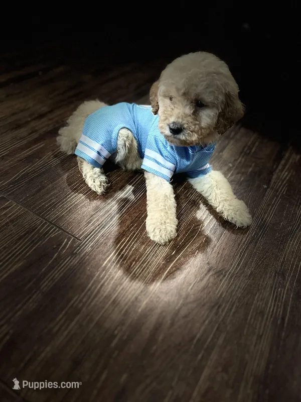 Bluey – Poodle - Miniature  puppy for sale in Seagoville, TX