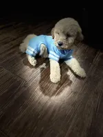 Bluey, a male Poodle - Miniature  for sale in Seagoville, TX – Photo 1 of 2