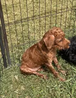 Sharon, a female Chihuahua and Poodle - Miniature  for sale in Seagoville, TX – 1 of 8