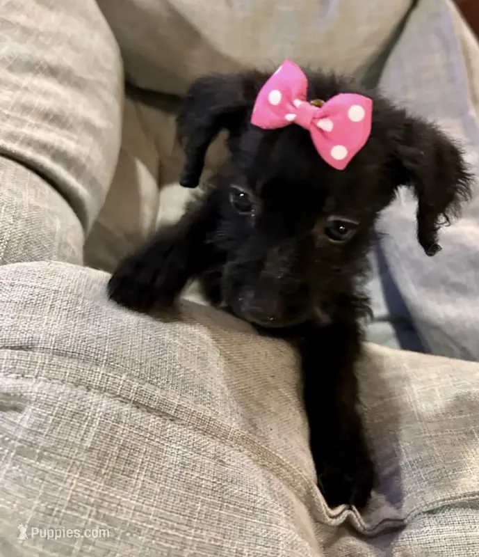 Peaches – Chihuahua, Poodle - Miniature  puppy for sale in Seagoville, TX