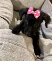 Peaches, a female Chihuahua and Poodle - Miniature  for sale in Seagoville, TX – 1 of 1