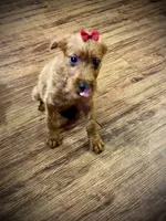 Sharon, a female Chihuahua and Poodle - Miniature  for sale in Seagoville, TX – 3 of 3