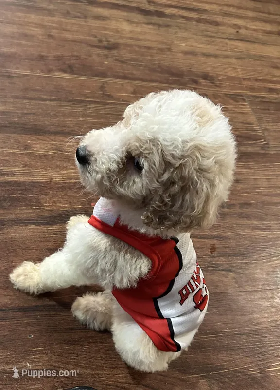 Red – Poodle - Miniature  puppy for sale in Seagoville, TX