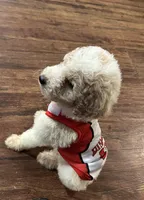 Red, a male Poodle - Miniature  for sale in Seagoville, TX – Photo 1 of 3