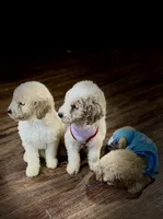 Red, a male Poodle - Miniature  for sale in Seagoville, TX – Photo 3 of 3