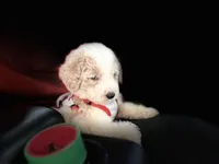 Red, a male Poodle - Miniature  for sale in Seagoville, TX – Photo 2 of 3