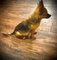 Chewy , a male Chihuahua for sale in Mesquite, TX – 3 of 3