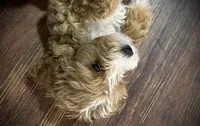 Daisy, a female Poodle - Miniature  for sale in Seagoville, TX – 3 of 3