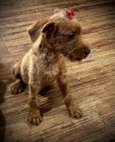 Sharon, a female Chihuahua and Poodle - Miniature  for sale in Seagoville, TX – 2 of 3