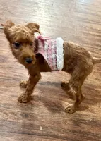 Sharon, a female Chihuahua and Poodle - Miniature  for sale in Seagoville, TX – 2 of 8