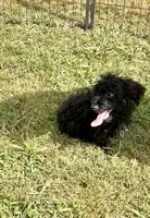King, a male Chihuahua and Poodle - Miniature  for sale in Seagoville, TX – 2 of 7