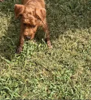 Sharon, a female Chihuahua and Poodle - Miniature  for sale in Seagoville, TX – 8 of 8