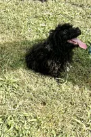 King, a male Chihuahua and Poodle - Miniature  for sale in Seagoville, TX – 6 of 7