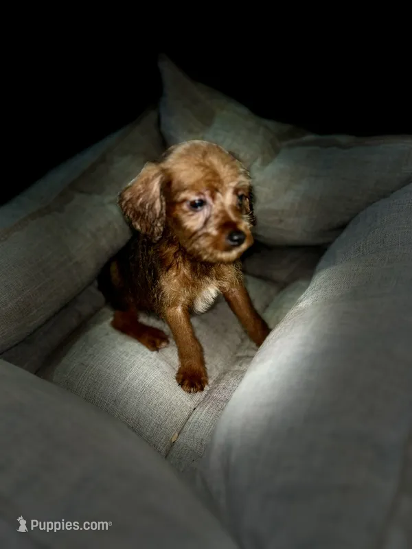 BJ – Chihuahua, Poodle - Miniature  puppy for sale in Seagoville, TX