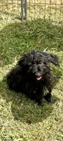 King, a male Chihuahua and Poodle - Miniature  for sale in Seagoville, TX – 5 of 7
