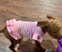 Sharon, a female Chihuahua and Poodle - Miniature  for sale in Seagoville, TX – 3 of 8