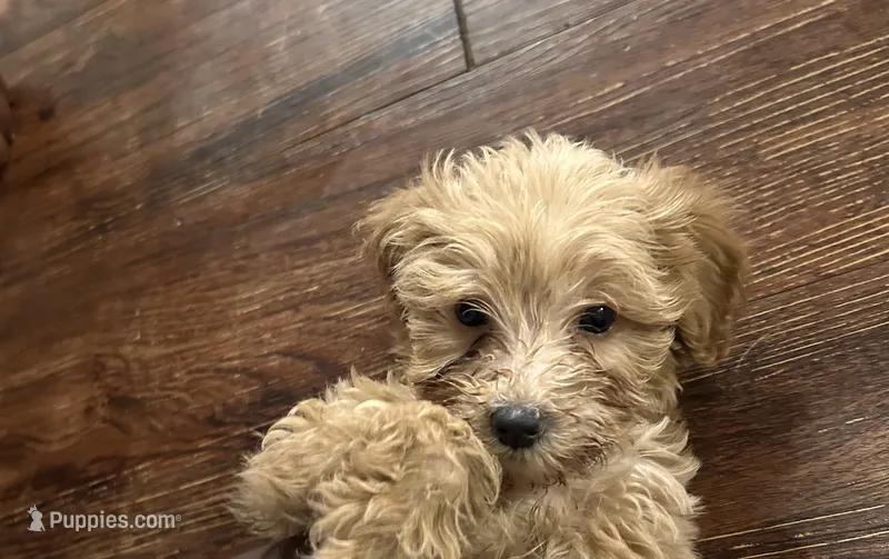 Lucky  – Poodle - Miniature  puppy for sale in Seagoville, TX