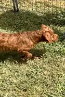 Sharon, a female Chihuahua and Poodle - Miniature  for sale in Seagoville, TX – 7 of 8