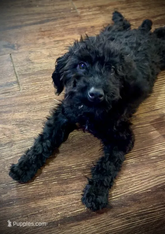 King – Chihuahua, Poodle - Miniature  puppy for sale in Mesquite, TX