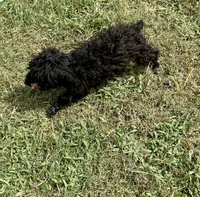 King, a male Chihuahua and Poodle - Miniature  for sale in Seagoville, TX – 3 of 7