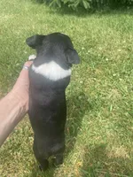 Hank, a male Boston Terrier for sale in Edgar, WI – 7 of 8