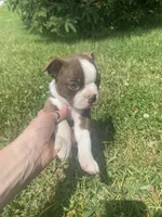 Milo, a male Boston Terrier for sale in Edgar, WI – 4 of 6