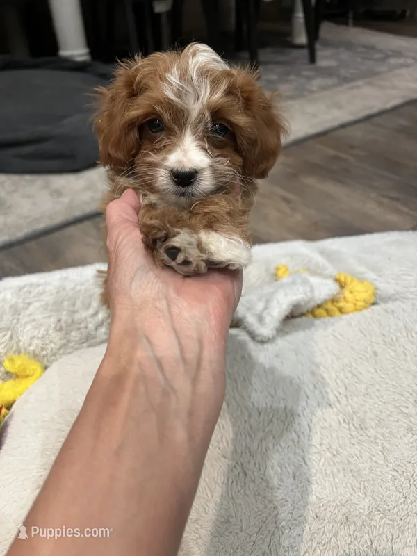 Georgie – Cavapoo puppy for sale in Edgar, WI