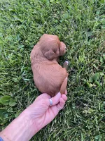 Stella, a female Miniature Goldendoodle for sale in Edgar, WI – 6 of 10
