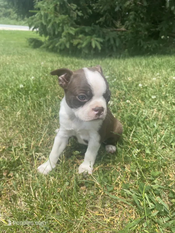 Stella – Boston Terrier puppy for sale in Edgar, WI