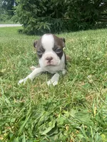 Stella, a female Boston Terrier for sale in Edgar, WI – 2 of 8