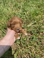 Stella, a female Miniature Goldendoodle for sale in Edgar, WI – 9 of 10