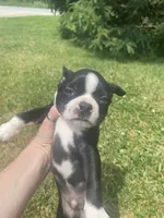Hank, a male Boston Terrier for sale in Edgar, WI – 8 of 8