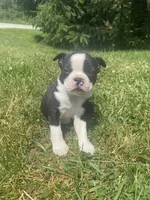 Bernard, a male Boston Terrier for sale in Edgar, WI – 2 of 6