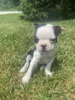 Belle, a female Boston Terrier for sale in Edgar, WI – 1 of 6