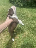 Stella, a female Boston Terrier for sale in Edgar, WI – 8 of 8