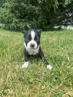 Hank, a male Boston Terrier for sale in Edgar, WI – 3 of 8