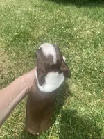 Stella, a female Boston Terrier for sale in Edgar, WI – 6 of 8