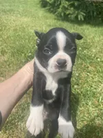 Hank, a male Boston Terrier for sale in Edgar, WI – 4 of 8