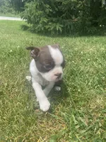 Stella, a female Boston Terrier for sale in Edgar, WI – 4 of 8