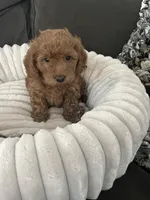 Rosie, a female Miniature Goldendoodle for sale in Edgar, WI – Photo 3 of 3