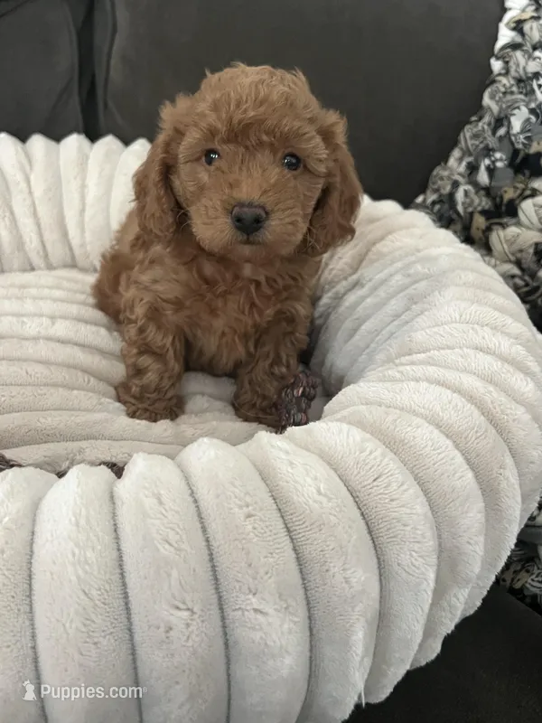Rosie – Miniature Goldendoodle puppy for sale in Edgar, WI