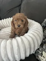 Rosie, a female Miniature Goldendoodle for sale in Edgar, WI – Photo 2 of 3